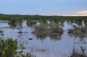 Everglades: 10'000 Island