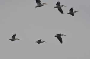 fliegende Pelikane