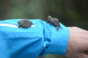 Schildkröten das Leben gerettet...