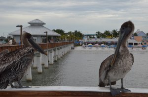 Pelikane am Fort Myers Beach