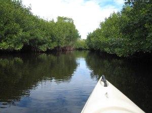 Meine Kanufahrt in den Mangroven der Everglades.